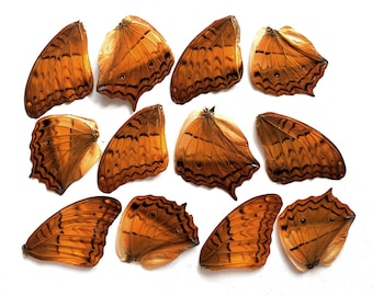 May include: A collection of twelve individual butterfly wings arranged in a grid. Each wing features a warm orange-brown color palette with dark brown, jagged, wavy line patterns and small circular eye-spot markings throughout.