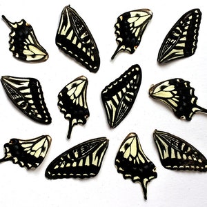 12pcs real butterfly wings for earrings/necklace, butterflies for resin jewellery Pendant ,black white Papilio xuthus butterfly B007