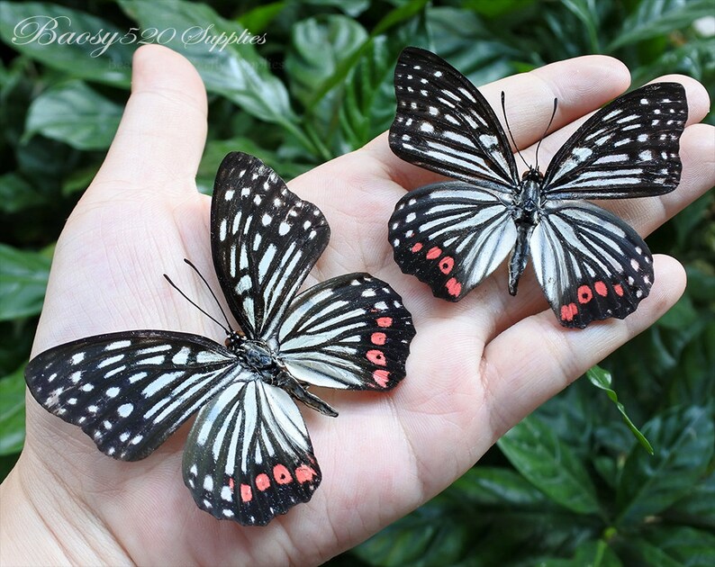 Real Butterfly spread Butterfly Hestina Assimilis Etsy