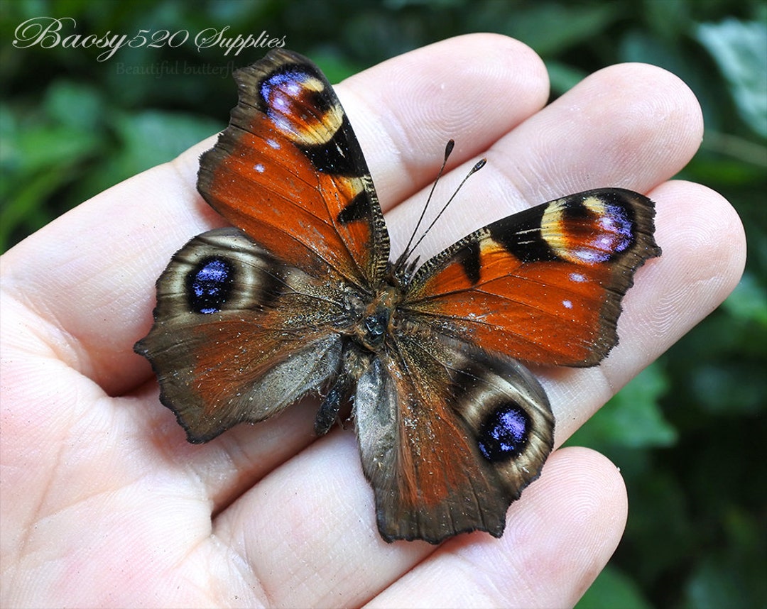 Real Butterfly ,spread Butterfly Peacock Pansy Butterflies, Nature