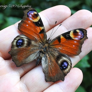 Real butterfly ,Spread butterfly peacock pansy butterflies, nature butterfly, for Earring arts, crafts and jewellery butterfly decor B008