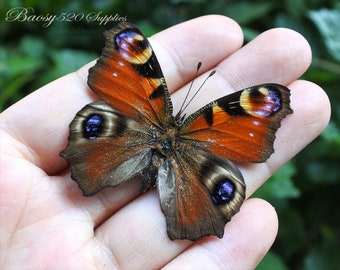 Vrai papillon, papillons de pensée de paon de papillon de propagation, papillon de nature, pour les arts de boucle d'oreille, l'artisanat et le décor de papillon de bijoux B008
