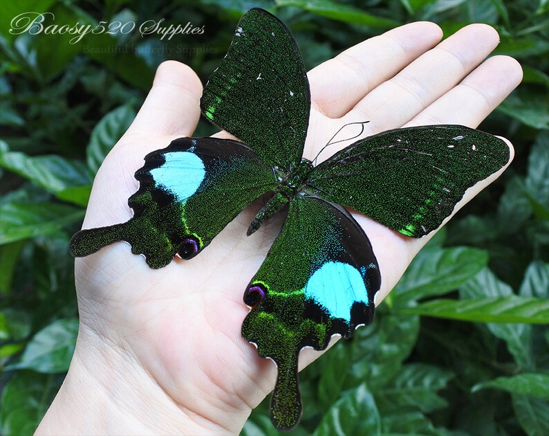 Real Butterfly spread Butterfly Papilio Paris Butterflies Etsy UK