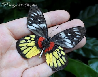 Real butterfly ,Spread butterfly Delias pasithoe butterflies, nature butterfly, for Earring arts, crafts and jewellery butterfly decor B033
