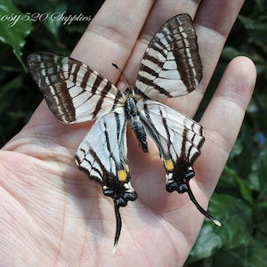 Real butterfly ,Spread butterfly Pazala Eurous butterflies, nature butterfly, for Earring arts, crafts and jewellery butterfly decor B038