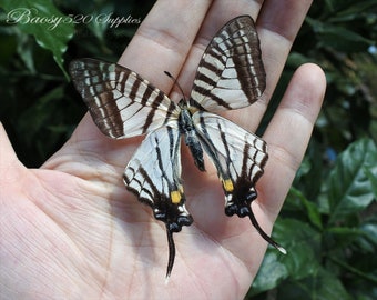 Real butterfly ,Spread butterfly Pazala Eurous butterflies, nature butterfly, for Earring arts, crafts and jewellery butterfly decor B038