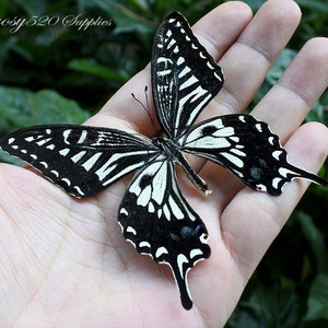 Real butterfly ,Spread butterfly Papilio xuthus butterflies, nature butterfly, for Earring arts, crafts and jewellery butterfly decor B007