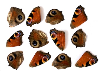 12pcs real butterfly wings for earrings/necklace, butterflies for resin jewellery Pendant , orange blue purple peacock pansy butterfly B008