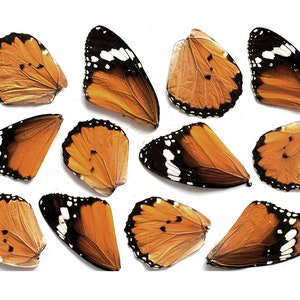 12pcs real butterfly wings for earrings/necklace, butterflies for resin jewellery Pendant ,danaus chrysippus orange butterfly B011