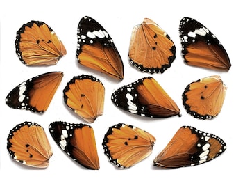 12pcs real butterfly wings for earrings/necklace, butterflies for resin jewellery Pendant ,danaus chrysippus orange butterfly B011