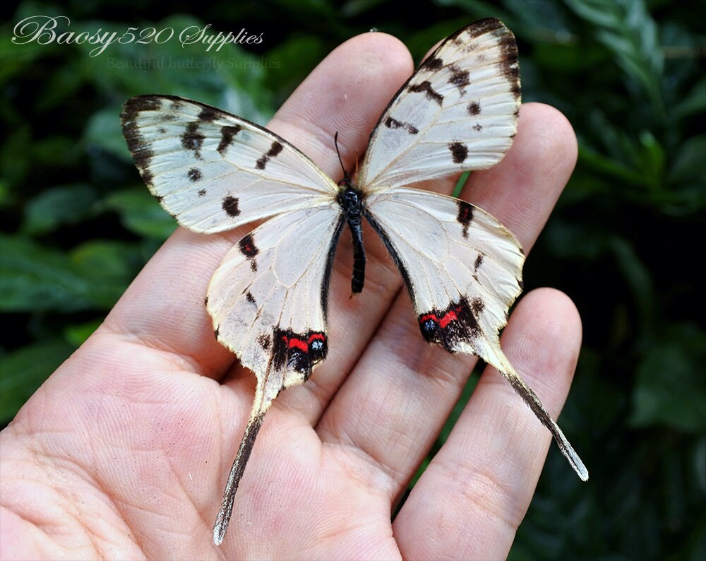Real Butterfly spread Butterfly Sericinus Montelus Grey Etsy Canada