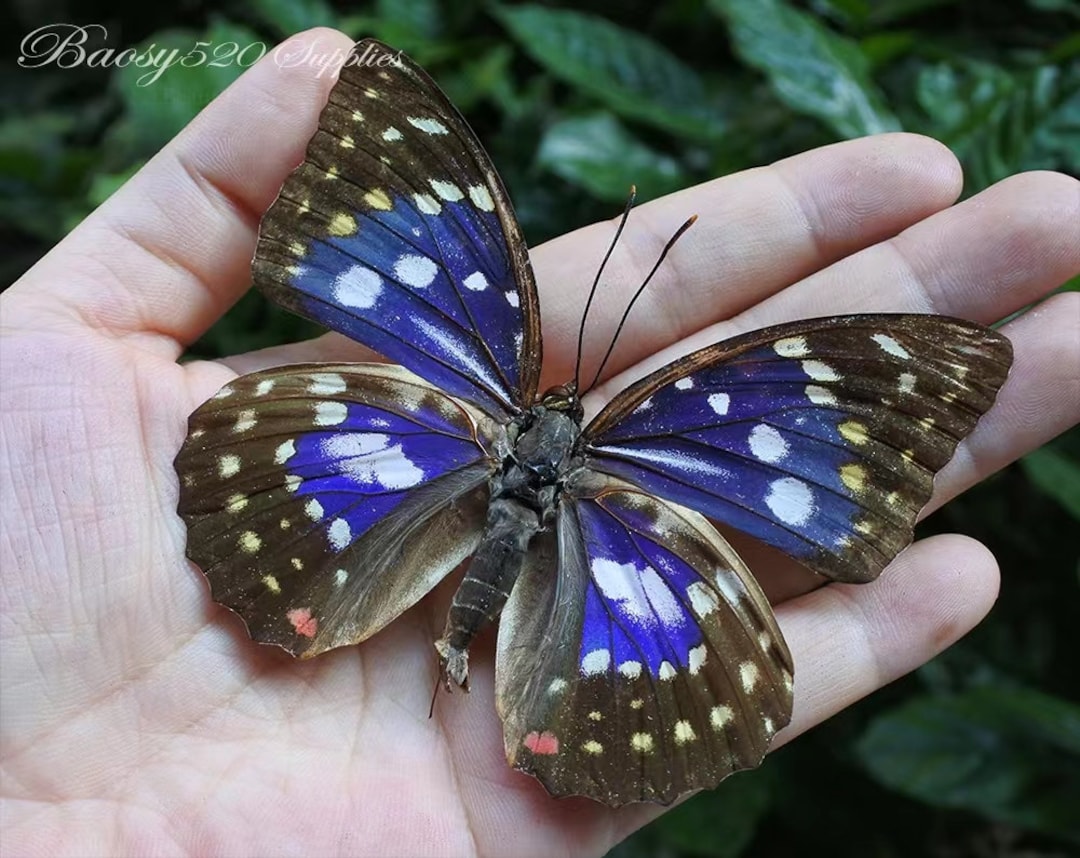 BUTTERFLY - 朱世赫FL Golden Longwing – Exhibits