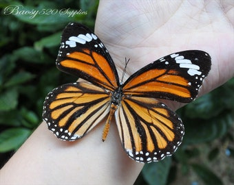 May include: A butterfly with orange wings featuring black veins and borders, accented by white spots along the edges. The text Baosy520 Supplies is visible in the upper left corner of the image, with the butterfly resting on a surface.