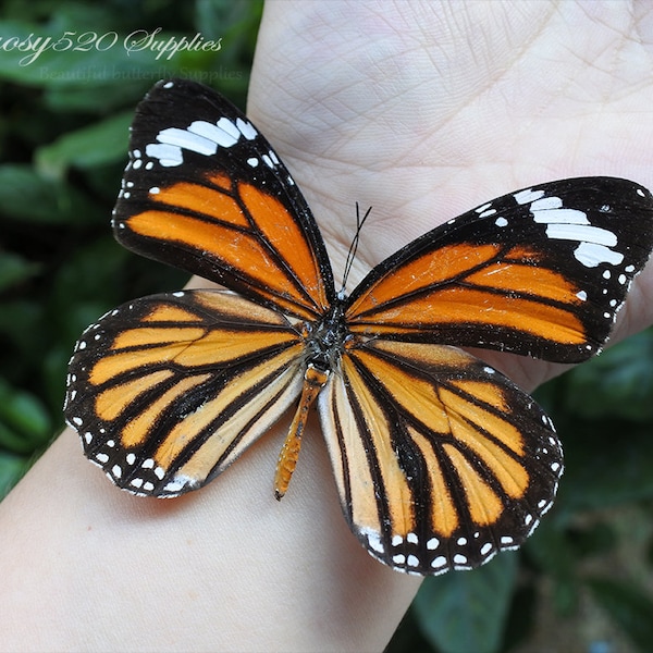 Real butterfly ,Spread butterfly Danaus genutia butterflies, nature butterfly, for Earring arts, crafts and jewellery butterfly decor B010