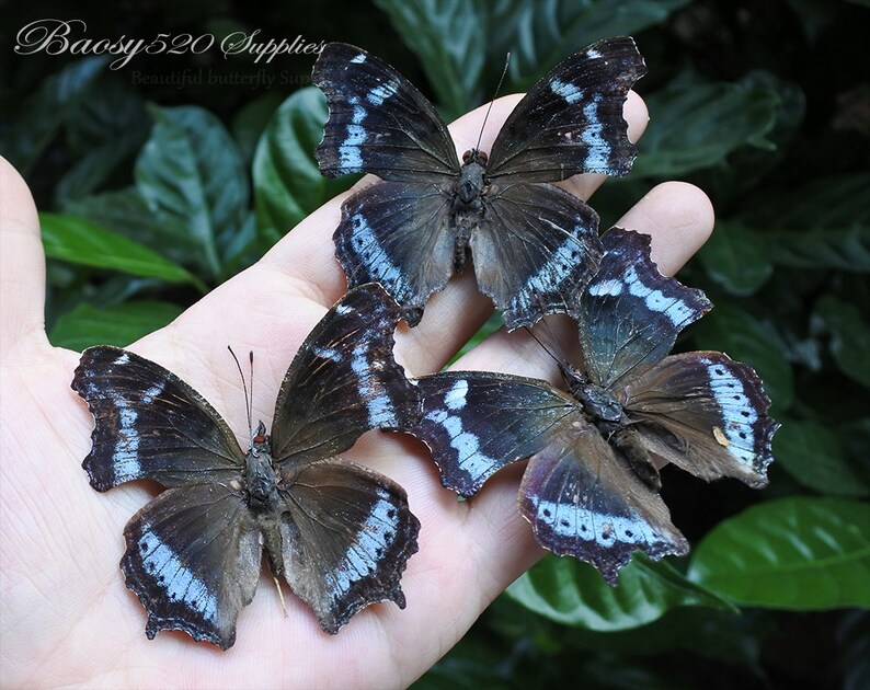 Real Butterfly Spread Butterfly Kaniska Canace Butterflies Etsy