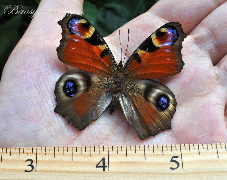 Real Butterfly spread Butterfly Peacock Pansy Butterflies Etsy