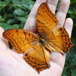 Real butterfly ,Spread butterfly Vindula erota butterflies, nature butterfly, for Earring arts, crafts and jewellery butterfly decor B020