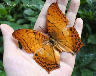 May include: A large orange butterfly with intricate black markings and scalloped wing edges. The wings feature a pattern of thin black lines and small dark spots. The text Baosy520 Supplies is visible in the upper left corner of the image.