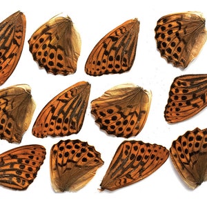 12pcs real butterfly wings for earrings/necklace, butterflies for resin jewellery Pendant ,Timelaea maculata spotted leopard butterfly B001