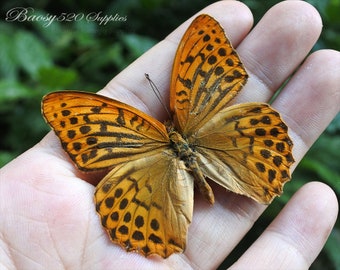Real butterfly ,Spread butterfly Nephargynnis anadyomene butterflies, nature butterfly, for Earring arts, crafts and jewellery B001