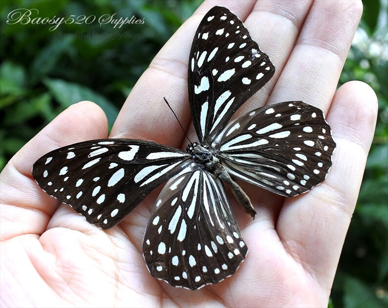 Real Butterfly spread Butterfly Parantica Sita Butterflies Etsy