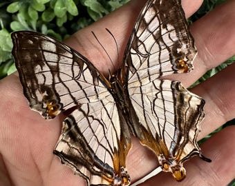 Echter Schmetterling, Schmetterling, Cyrestis thyodamas, für Ohrring Kunst, Kunsthandwerk und Schmuck Dekor B047