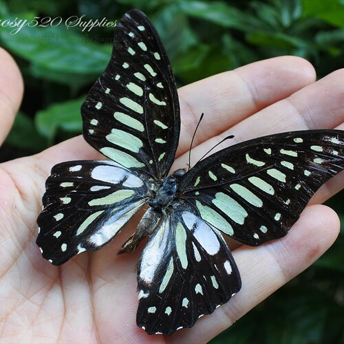 Real Butterfly spread Butterfly Graphium Doson Butterflies Etsy