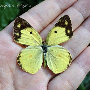 May include: A yellow butterfly with black markings on its wings is held in a person's hand. The butterfly has a light yellow body and dark brown antennae.