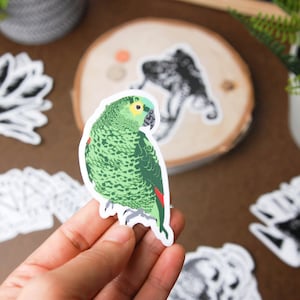 Parrot_Color_Small
