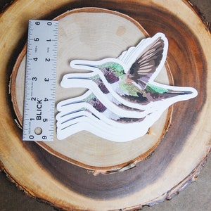 Illustrated Hummingbird Sticker