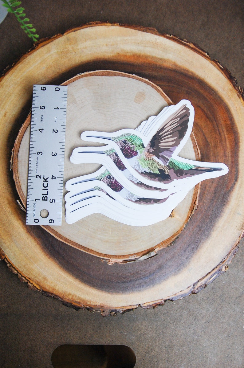 Illustrated Hummingbird Sticker - Etsy