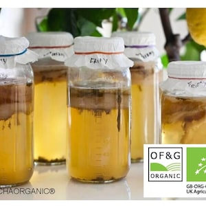 Könnte beinhalten: Fünf klare Gläser gefüllt mit bernsteinfarbener Kombucha-Flüssigkeit und SCOBY-Kulturen. Jedes Glas hat eine weiße Papierabdeckung, die mit einem farbigen Gummiband befestigt ist und handschriftlichen Text trägt. Ein OF&G Bio-Siegel ist sichtbar.