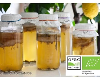 Organic Jun Tea Scoby: XL Culture for Green Tea, Honey Kombucha (200ml Starter)