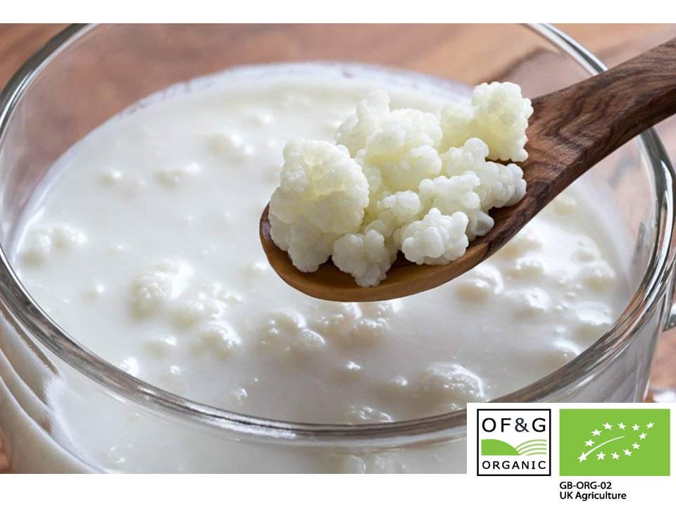 Milk kefir grains - Etsy 日本