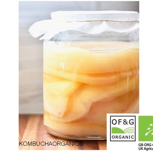 XL for 5 litre jar Certified OF&G Organic Jun Tea Scoby for Green Tea and Honey Kombucha by Kombuchaorganic® Ukas LAB Tested (Als Global)