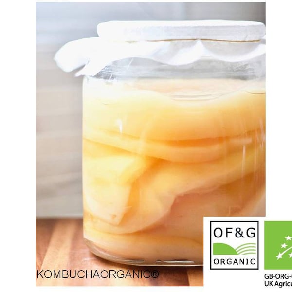 XL für 5 Liter Glas Zertifiziert OF&G Organic Jun Tea Scoby für Grünen Tee und Honig Kombucha von Kombuchaorganic® Ukas LAB Tested (Als Global)