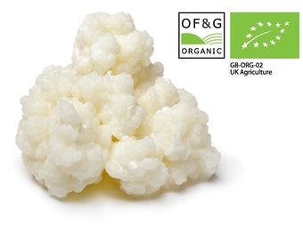 10g of Certified OF&G Organic Kefir Grains for Goats milk Coconut milk Oats milk Hazelnut milk Soy non dairy by Kombuchaorganic®  LAB Tested