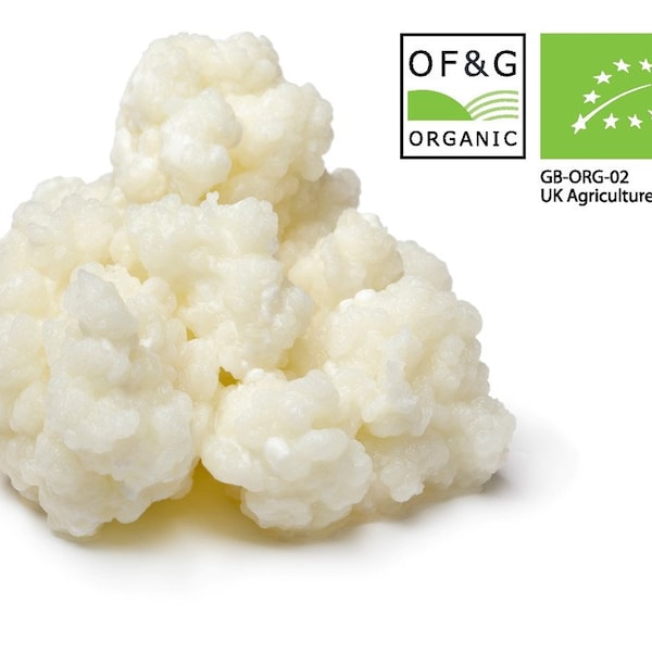 kefir-grains-etsy-israel