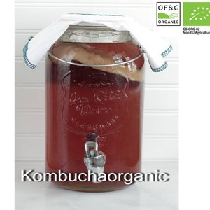 Large Scoby for 3 litre containers Certified OF&G Organic Kombucha Scoby Starter from Kombuchaorganic® Instruction UKAS Lab Tested