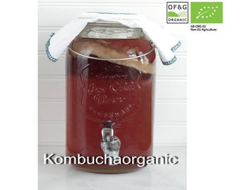 XL Scoby pour bidons de 5 litres Certifié OF&G Organic Kombucha Scoby Starter de Kombuchaorganic® Instruction UKAS Lab Tested