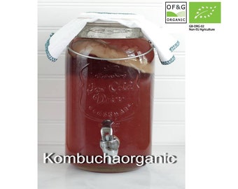Large Scoby for 3 litre containers Certified OF&G Organic Kombucha Scoby Starter from Kombuchaorganic® Instruction UKAS Lab Tested