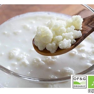 10g Organic Milk Kefir Grains: Live Culture - Kombuchaorganic®