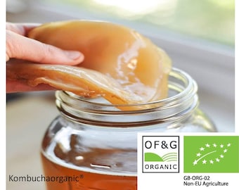 X Großer Kombucha Scoby für 5 Liter Behälter: Lebendkultur mit 200ml konzentriertem Starter Tee