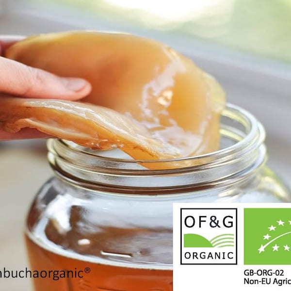 X Large Organic Kombucha Scoby for 5 litre container: Live Culture with 200ml concentrated Starter Tea