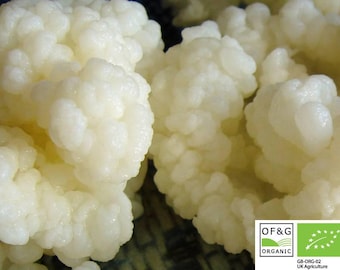 15g Organic Certified Milk Kefir Grains (UKAS Lab Tested) by Kombuchaorganic®