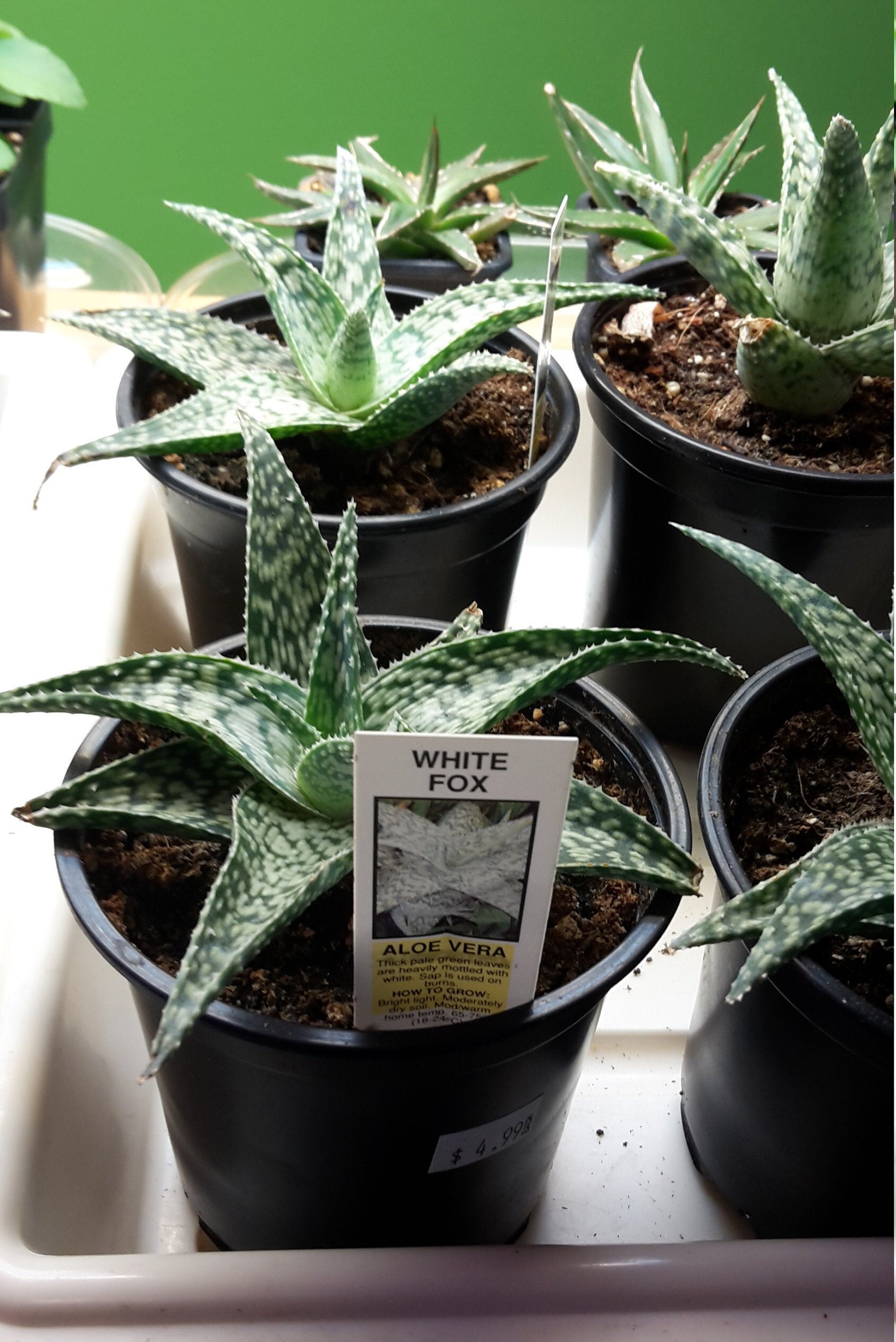 Aloe Vera White Fox 4 Pot Etsy