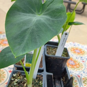 Colocasia Jack&#39;s Giant Elephant Ear, 4&quot; Pot