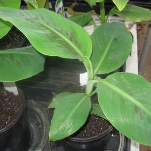 Dwarf Cavendish Banana Tree - 4.5&quot; pot
