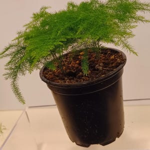 May include: A small, potted plant with vibrant green, fern-like foliage. The plant is in a black plastic pot, filled with soil. The plant is on a clear, angled surface.