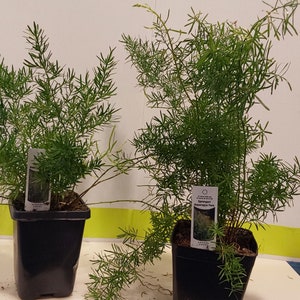 May include: Two potted green asparagus ferns in black plastic pots. The larger fern has a label that reads "Sprengeri Asparagus Fern".